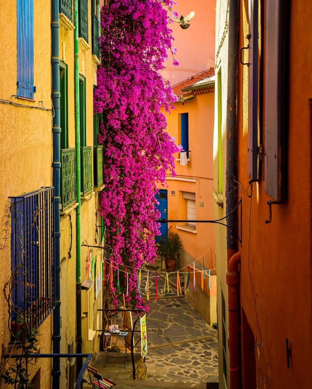 Charme A 20 M De La Plage Centre Village Collioure Exterior foto